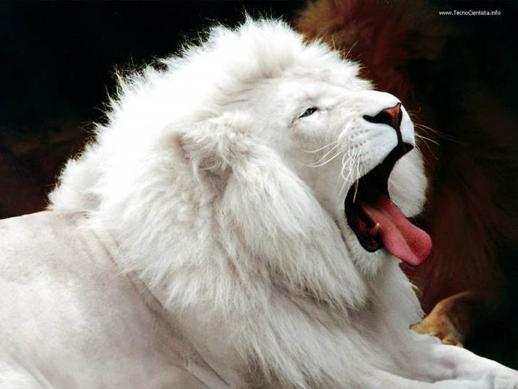 white lion Albino and Rare White Animals   Animal Photo Gallery