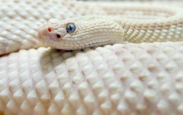 white snake Albino and Rare White Animals   Animal Photo Gallery