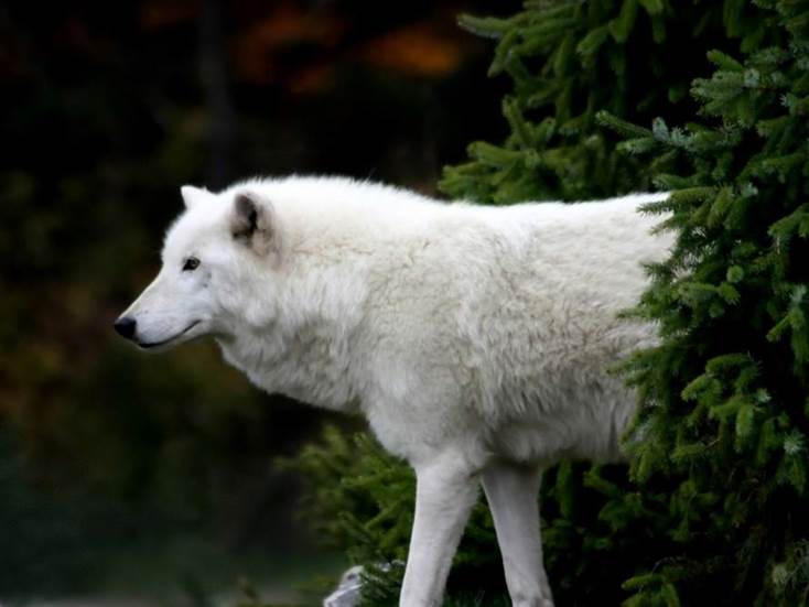 white wolf Albino and Rare White Animals   Animal Photo Gallery