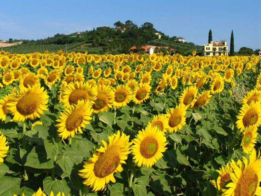 Nothing says "summer" like a field of sunflowers, and one of the most romantic places to see them is in Tuscany. As you drive between medieval villages perched on hilltops, you'll pass endless fields of these yellow beauties when they peak in mid-July. If you get there early, you can spot fields of red poppies.