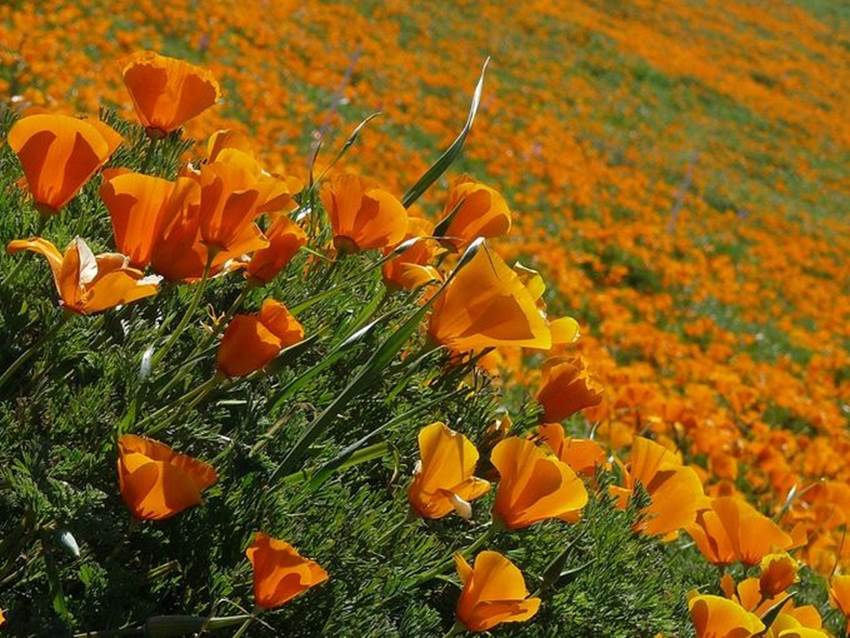 Each spring, the grasslands of the Mojave Desert come to life with fields of orange and red poppies as far as the eye can see. When you visit the Antelope Valley California Poppy Reserve, you'll have eight miles of hiking trails across the gently rolling hills to enjoy. For more poppy fun, come during the annual California Poppy Festival at the end of April.