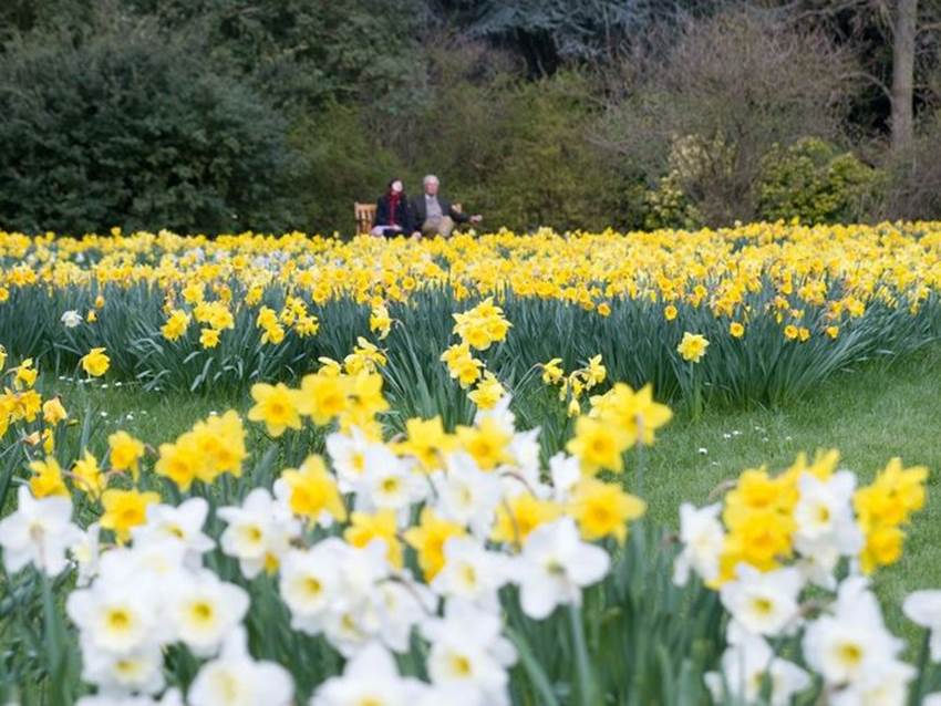 Early spring brings daffodils to Cotswolds and Wales, and if you want to see the Welsh national flower while in Wales, head to Castle Upon Alun. In Cotswolds, join other spring flower viewers as they walk through Gloucestershire's Leadon Valley, aptly nicknamed Daffodil Way.