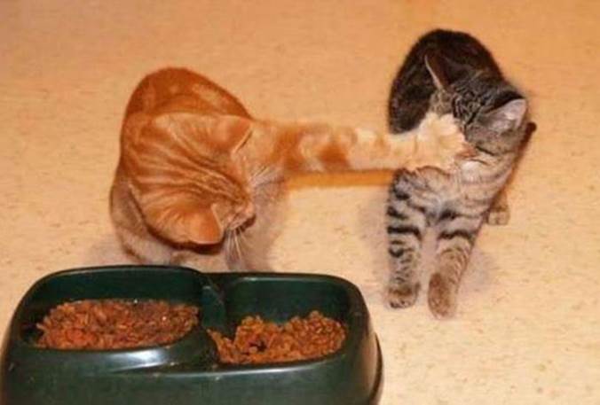 http://www.funnypica.com/wp-content/uploads/2012/10/Funny-Fight-Animals-Funny-Cats-Fight-for-Food.jpg