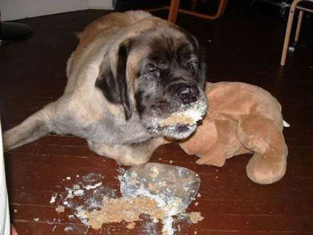 http://thechive.files.wordpress.com/2011/04/funny-animals-eating-18.jpg