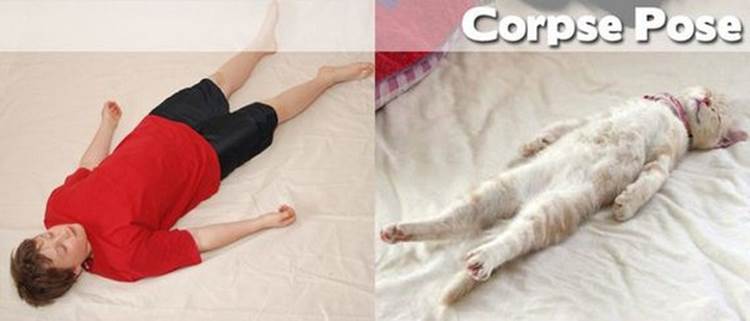 yoga positions demonstrated by animals corpse pose Yoga Positions Demonstrated By Funny Animals (Photo Gallery)