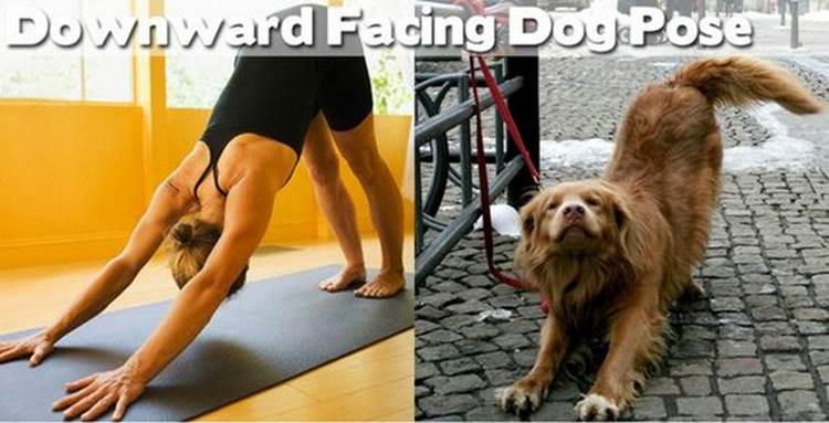 yoga positions demonstrated by animals downward facing dog pose Yoga Positions Demonstrated By Funny Animals (Photo Gallery)