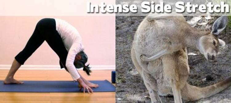yoga positions demonstrated by animals intense side stretch Yoga Positions Demonstrated By Funny Animals (Photo Gallery)