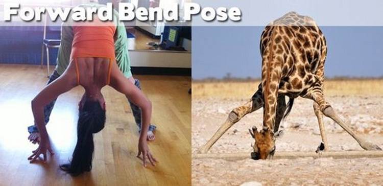 yoga positions demonstrated by animals foward bend pose Yoga Positions Demonstrated By Funny Animals (Photo Gallery)
