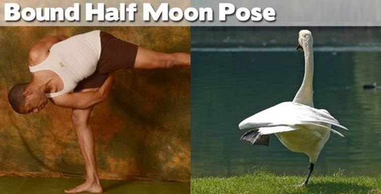 yoga positions demonstrated by animals bound half moon pose Yoga Positions Demonstrated By Funny Animals (Photo Gallery)