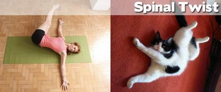 yoga positions demonstrated by animals spinal twist Yoga Positions Demonstrated By Funny Animals (Photo Gallery)
