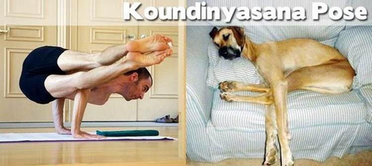 yoga positions demonstrated by animals koundinyasana pose Yoga Positions Demonstrated By Funny Animals (Photo Gallery)