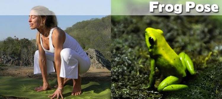 yoga positions demonstrated by animals frog pose Yoga Positions Demonstrated By Funny Animals (Photo Gallery)