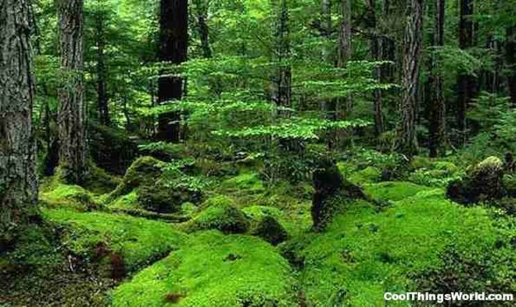 Top 10 Beautiful Forests
