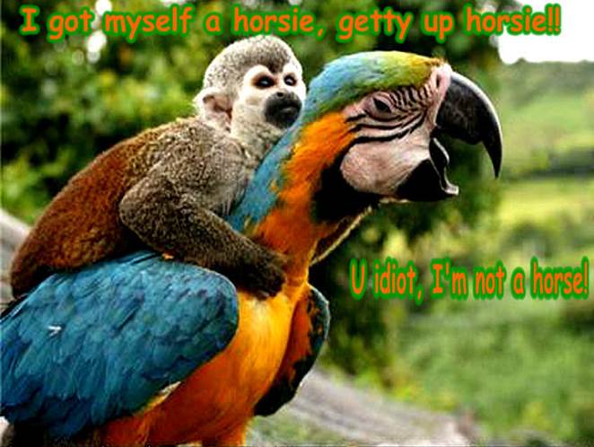 http://images4.fanpop.com/image/photos/20200000/monkey-bird-funny-animal-humor-20205189-848-561.jpg
