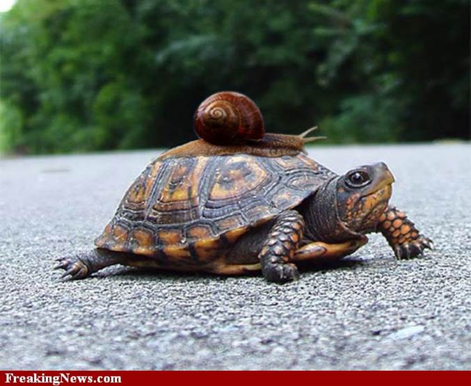 http://www.freakingnews.com/pictures/86000/Snail-Hitching-a-Ride-on-a-Turtle--86134.jpg