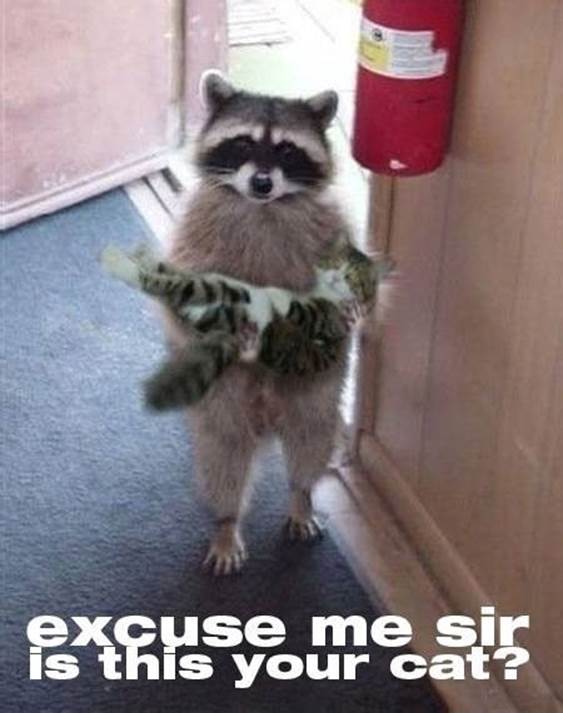 http://cdn.themetapicture.com/media/funny-raccoon-holding-cat.jpg