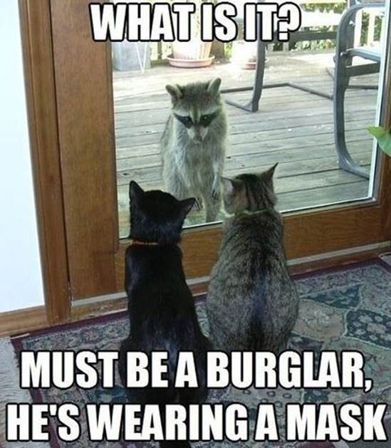 http://themetapicture.com/media/funny-raccoon-cats-burglar-mask.jpg