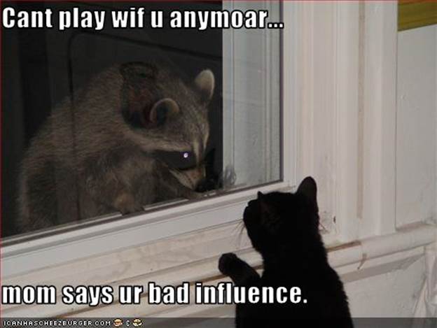 http://think.dj/files/2009/10/funny-pictures-cat-cannot-play-with-raccoon.jpg