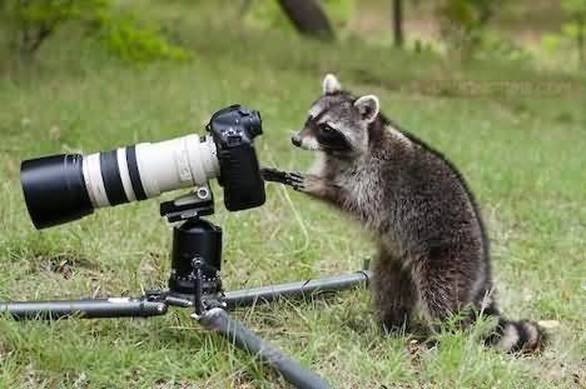 http://www.amusingtime.com/images/01/funny-photographer-raccoon.jpg