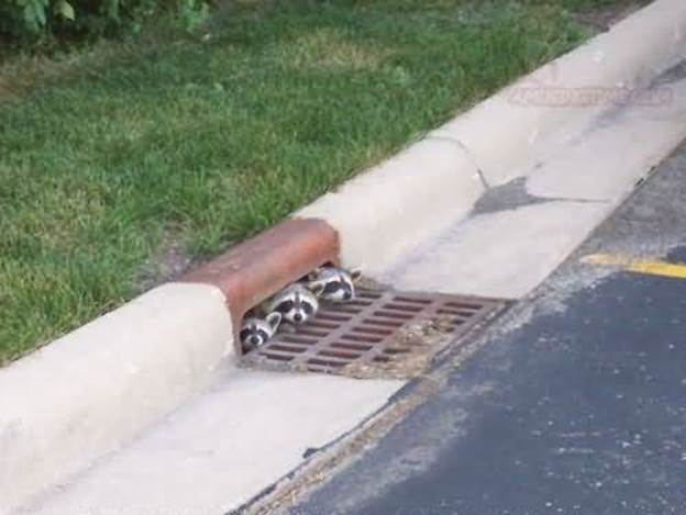 http://www.amusingtime.com/images/01/three-funny-raccoon-picture.jpg