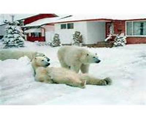 Polar Bears In The Driveway