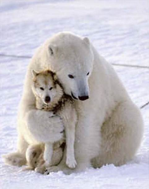 http://www.graphics99.com/wp-content/uploads/2012/06/polar-bear-funny-dog-death-hug.jpg
