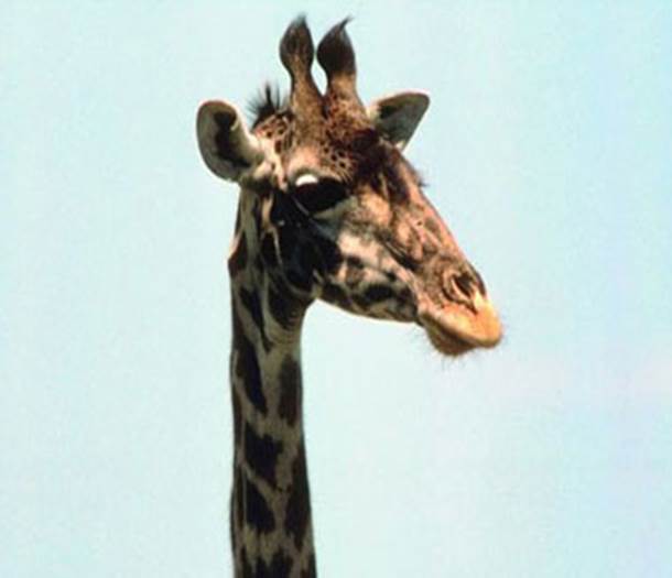 http://media.rd.com/rd/images/rdc/slideshows/10-funny-animal-inspired-cocktail-names/10-funny-animal-inspired-cocktail-names-flaming-giraffe-sl.jpg