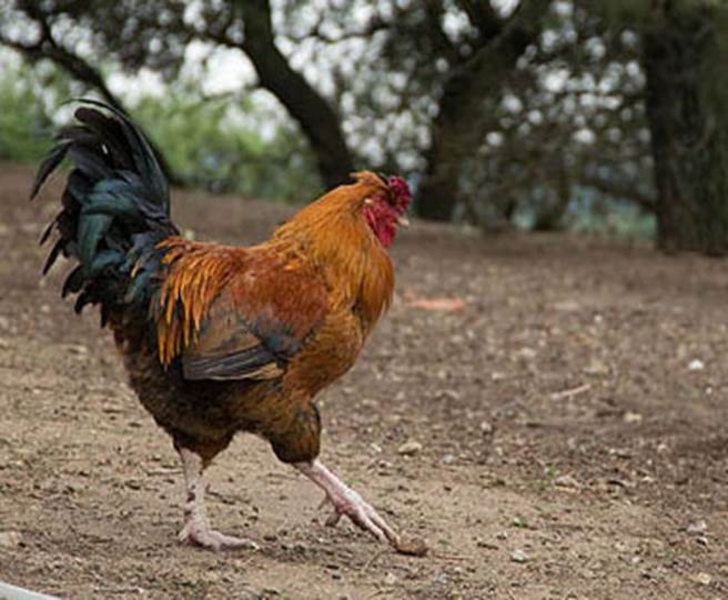 http://media.rd.com/rd/images/rdc/slideshows/10-funny-animal-inspired-cocktail-names/10-funny-animal-inspired-cocktail-names-rooster-tail-sl.jpg