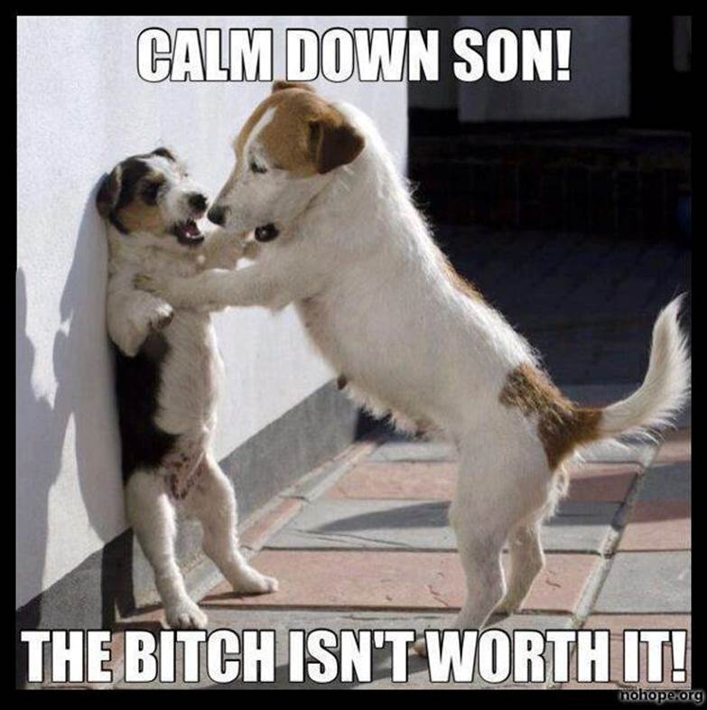 http://jokideo.com/wp-content/uploads/2013/05/Funny-dogs-Calm-down-son.jpg