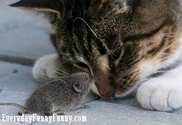 http://everydayfunnyfunny.com/wp-content/uploads/2010/09/brave-mouse-and-cat.jpg