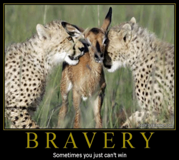 http://www.amusingtime.com/images/01/funny-animals-bravery.gif