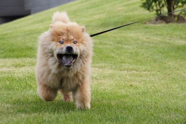 funny animal 2 funny dog chow chow3172 Funny Animal Photo Gallery #2