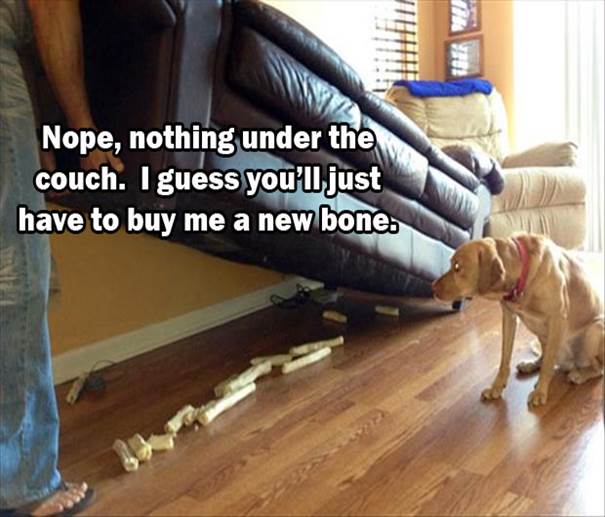 nope i nothing under the couch i guess you'll have to go buy me a new chew bone