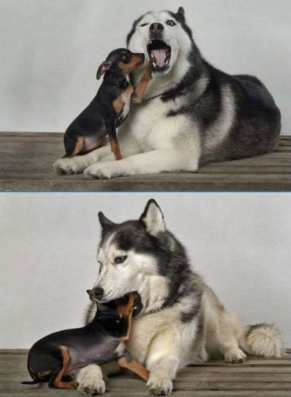 funny animal 2 dogs funny mouth husky Funny Animal Photo Gallery #2