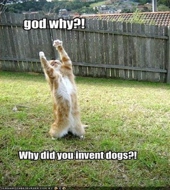 http://2.bp.blogspot.com/_k9hOxQ4e0No/S6vCNhHO0PI/AAAAAAAAA2s/kxHFmadNF08/s400/funny-pictures-cat-wonders-why-dogs-were-invented1.jpg