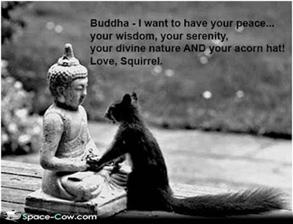 http://2.bp.blogspot.com/-R6szHZ4HknY/Uhim79d2LGI/AAAAAAAALxQ/7HOku9qXBvE/s1600/Squirrel+praying+to+Buddha+funny+animals.jpg