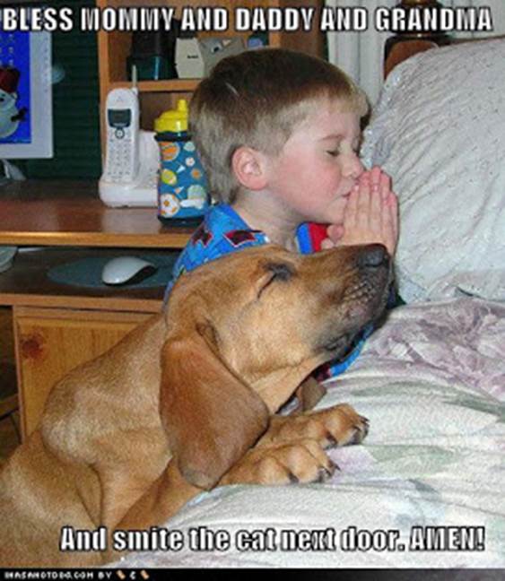 http://1.bp.blogspot.com/_-3ymJ2lQ7BA/SaZZYM84XOI/AAAAAAAAAbU/qMFJQbnZ0IE/s320/funny-dog-pictures-praying-dog-boy-bed.jpg
