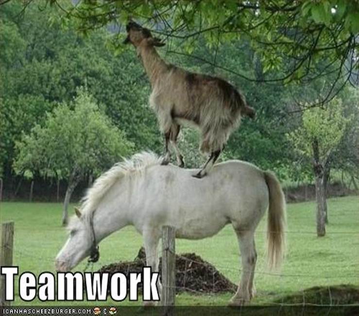 http://www.mdjunction.com/components/com_joomlaboard/uploaded/images/funny_pictures_horse_and_goat_work_as_a_team.jpg