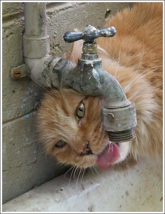 animals drinking 13 Funny: Thirsty animals 