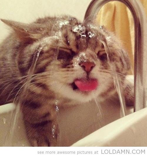 http://loldamn.com/wp-content/uploads/2013/03/funny-cat-drinking-water.jpg