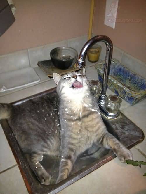 http://www.amusingtime.com/images/11/funny-cat-drinking-water-from-sinks-tap.jpg