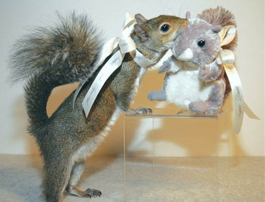 real animals stuffed animals pics33 Funny: Real animals & stuffed animals pics