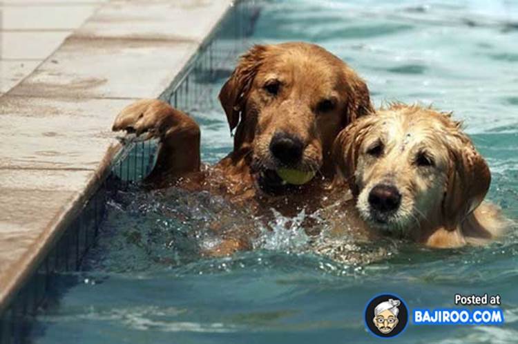 http://www.bajiroo.com/wp-content/uploads/2013/02/swimming-dogs-water-pet-animals-funny-images-pictures-bajiroo-photo-gallery-0.jpg