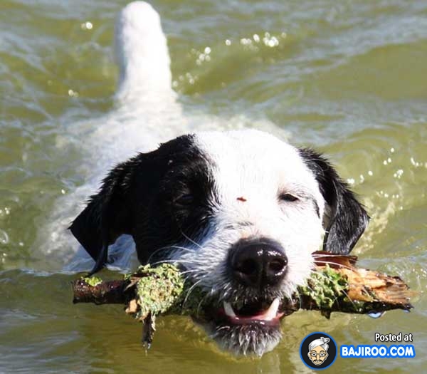 swimming dogs water pet animals funny images pictures bajiroo photo gallery 3 Dogs Enjoying Life in Water (22 Pictures)