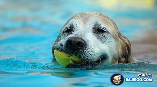 swimming dogs water pet animals funny images pictures bajiroo photo gallery 1 Dogs Enjoying Life in Water (22 Pictures)