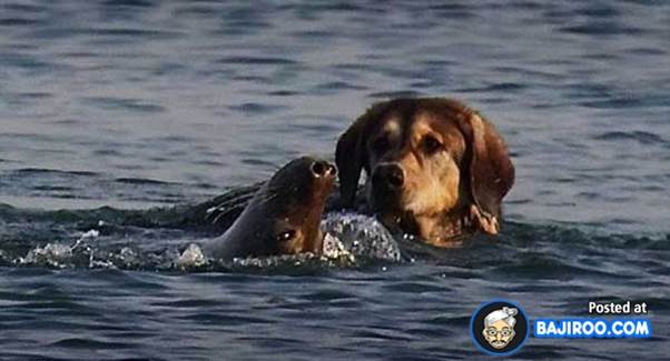 swimming dogs water pet animals funny images pictures bajiroo photo gallery 18 Dogs Enjoying Life in Water (22 Pictures)