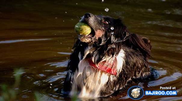 swimming dogs water pet animals funny images pictures bajiroo photo gallery 21 Dogs Enjoying Life in Water (22 Pictures)