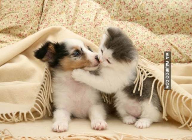 http://www.bajiroo.com/wp-content/uploads/2013/07/Dog-Kissing-A-Cat-funny-pet-love-animal-pics-images-photo-12.jpg