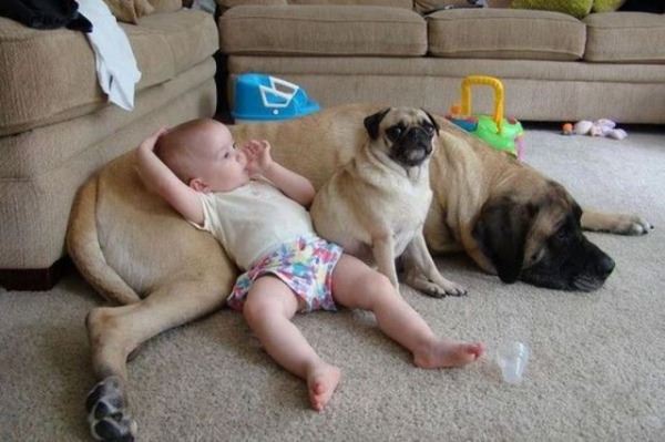http://www.funnyanimalsite.com/pictures/Cute_Baby_And_Dogs.jpg
