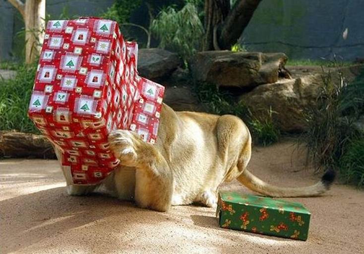 http://funny-pics-fun.com/wp-content/uploads/Funny-Animals-And-Christmas-Presents-Special-Christmas-3.jpg